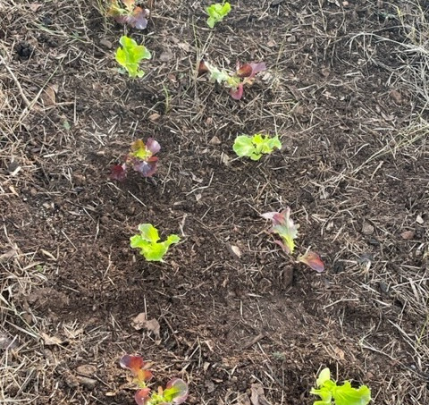 foto plantas con compost