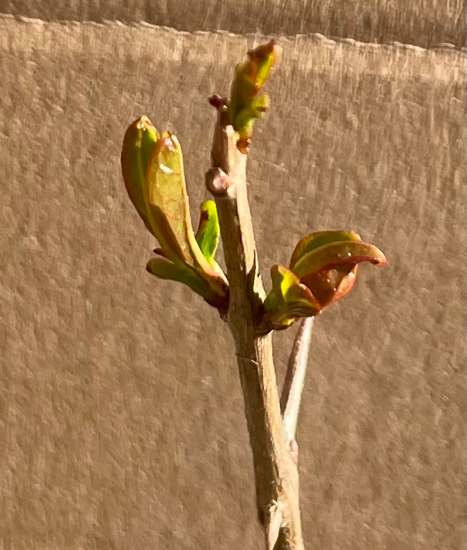 foto brotes de hojas